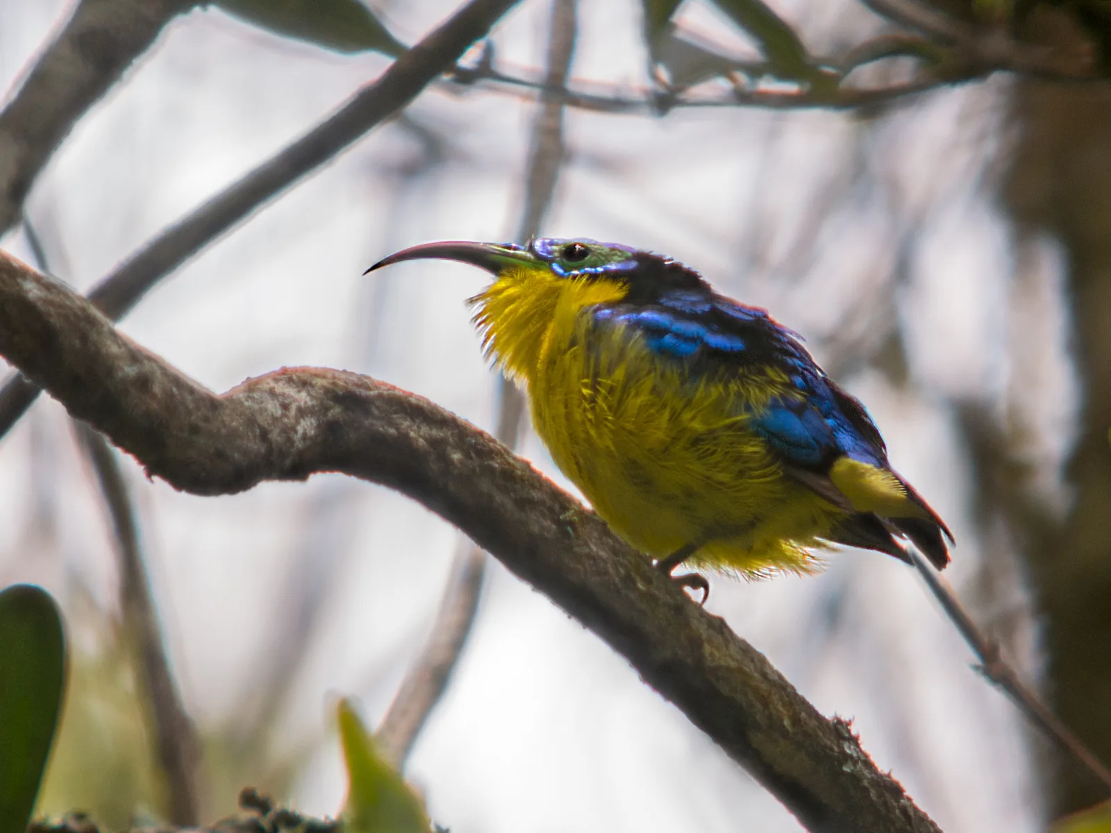 A male Yellow-bellied Sunbird-Asity displaying vivid blue and yellow plumage