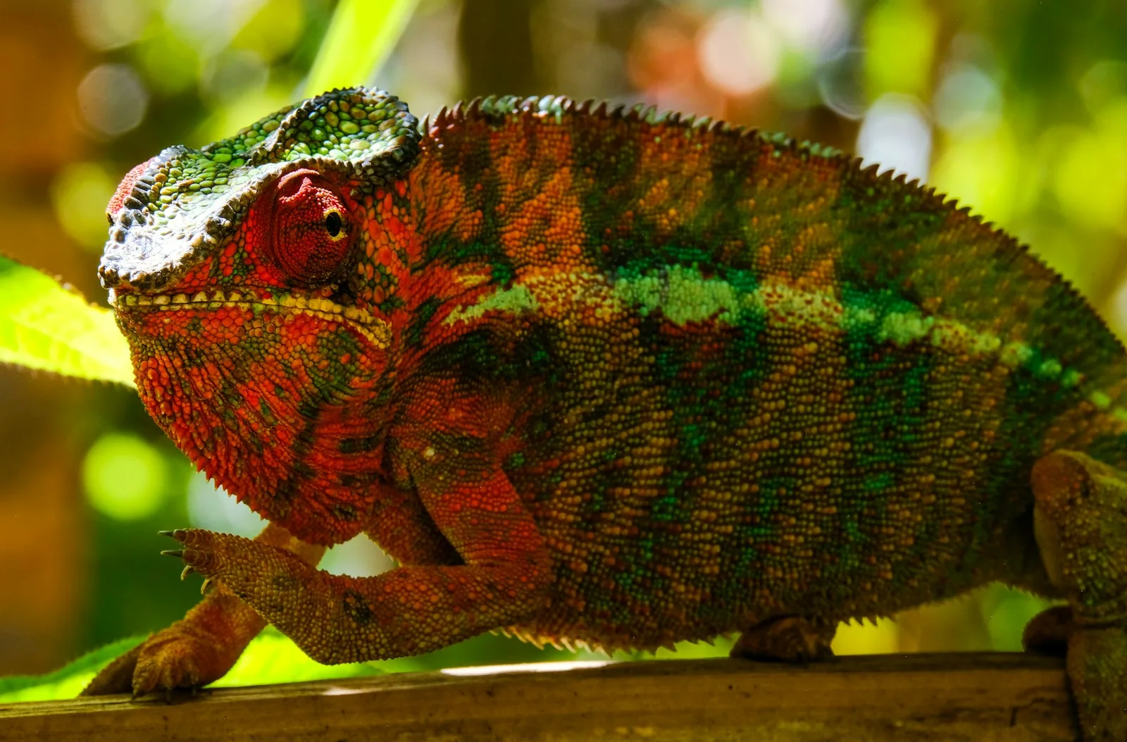 Colourful chameleon perched on a branch in Madagascar