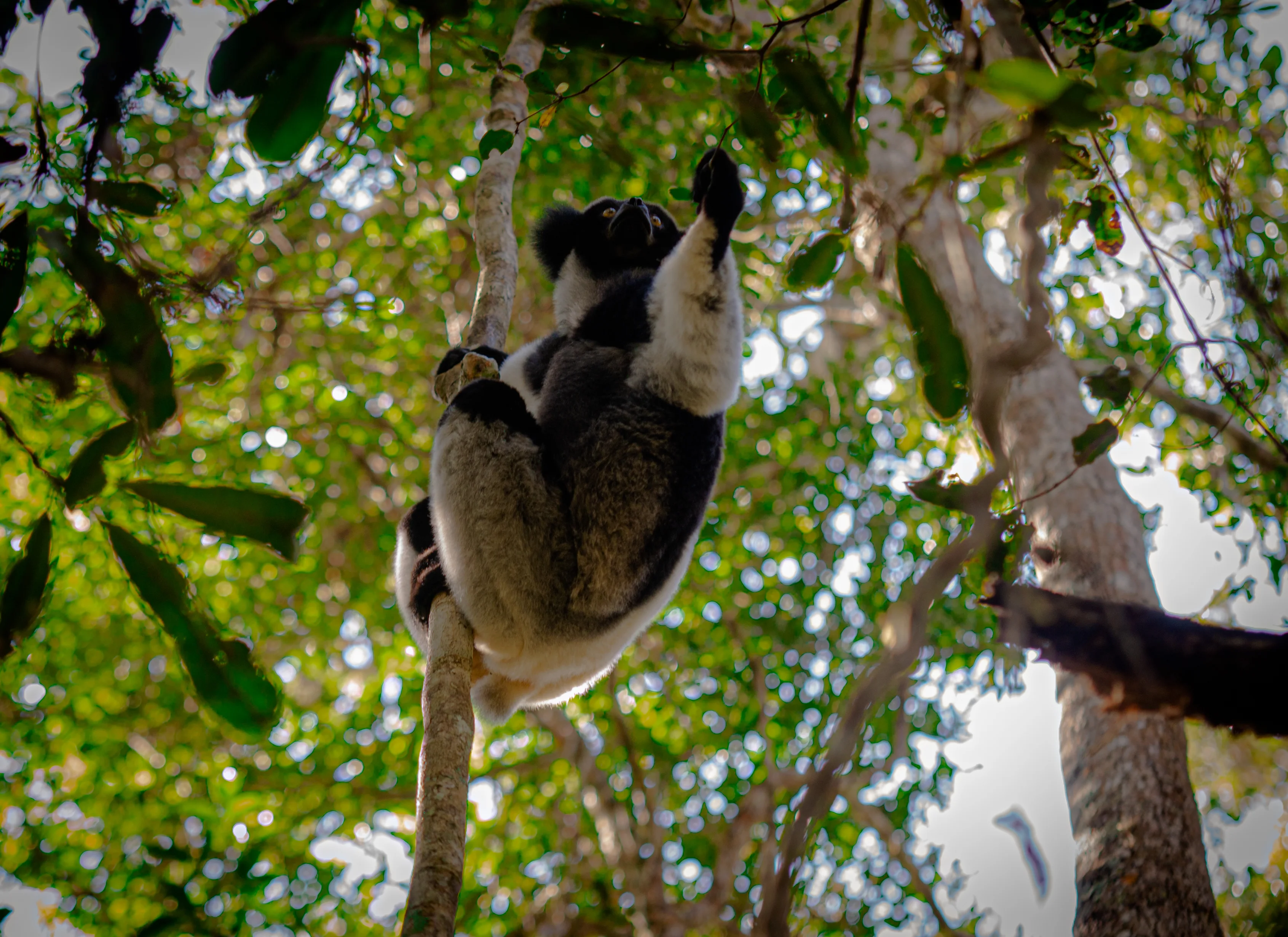 A full-bodied Indri reaching through the leafy canopy of a Madagascar rainforest