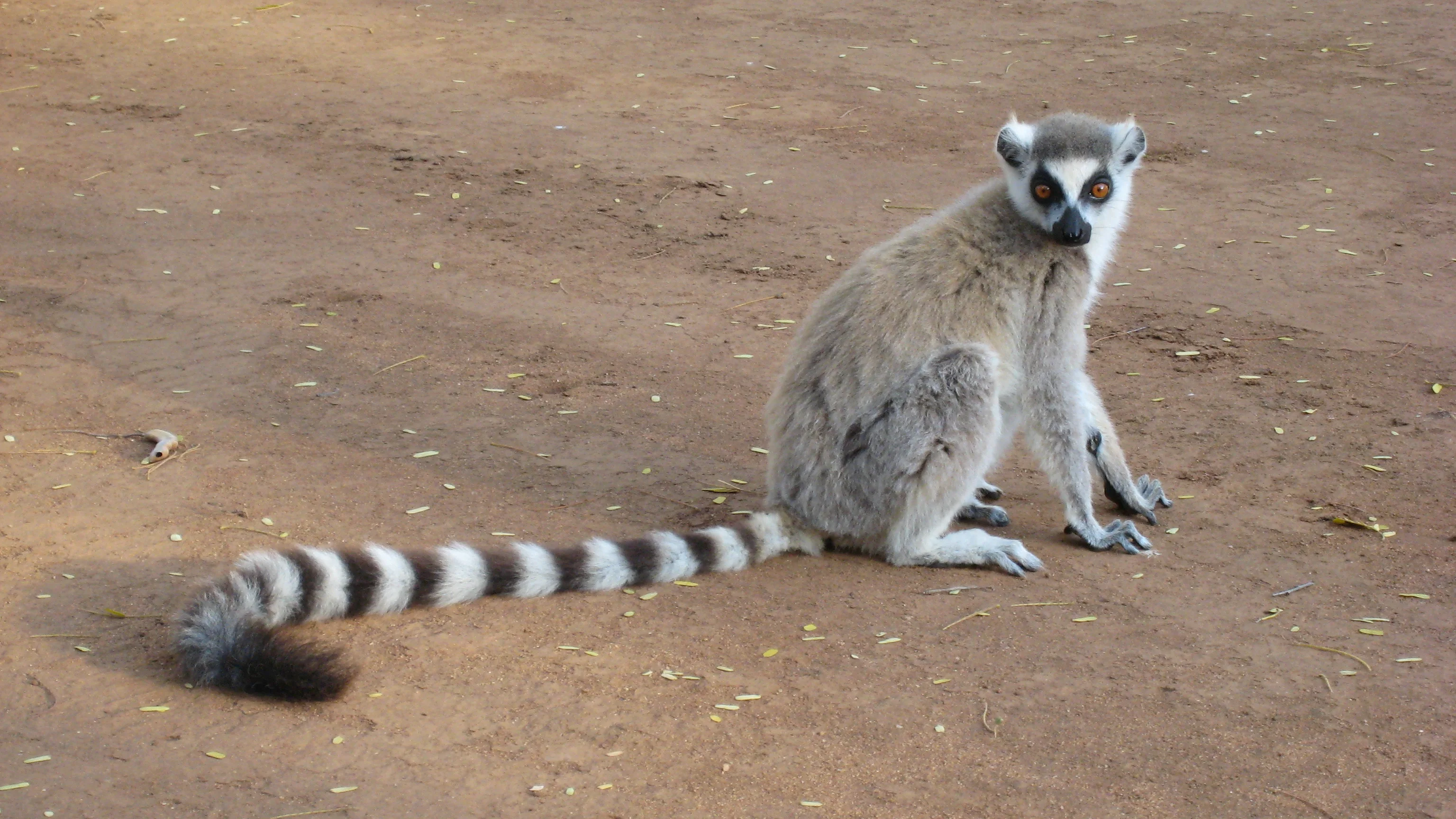 A complete Ring-tailed Lemur sitting with its long striped tail stretched across the ground