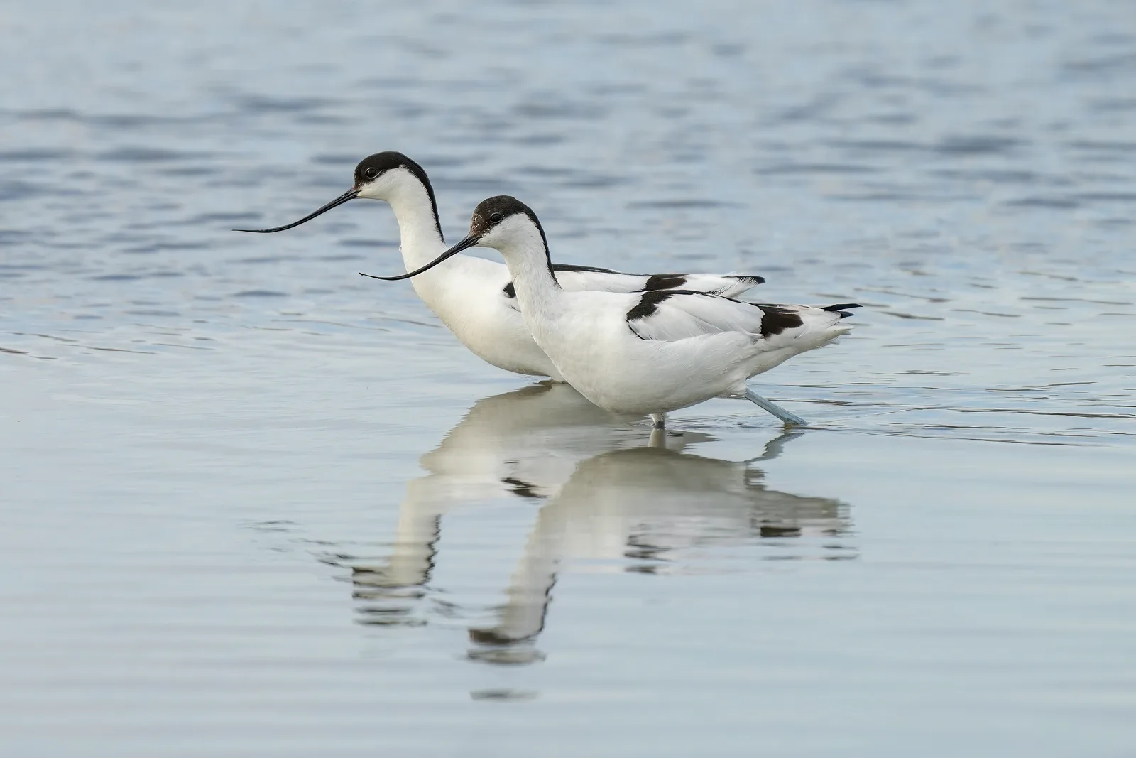 A pair of Avocets wading through shallow water at Titchwell Marsh, their reflections mirrored below
