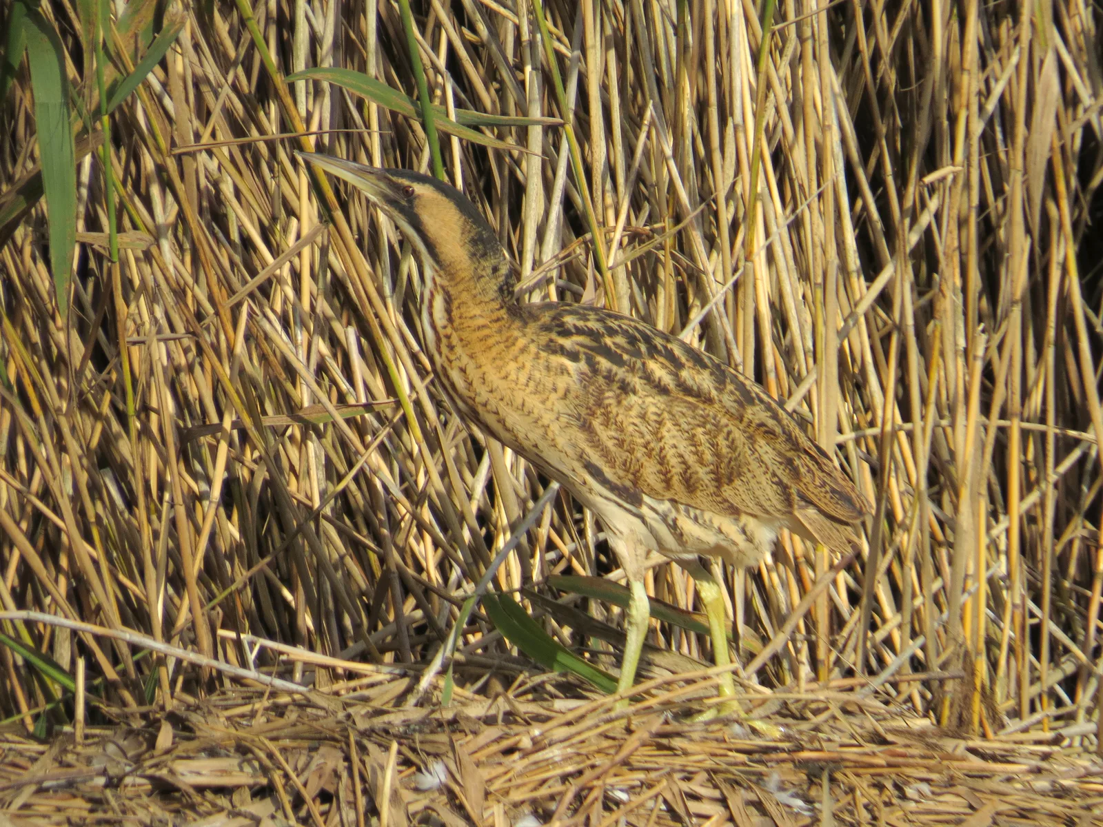 A Bittern stalking through dry reedbed at Hickling Broad, Norfolk