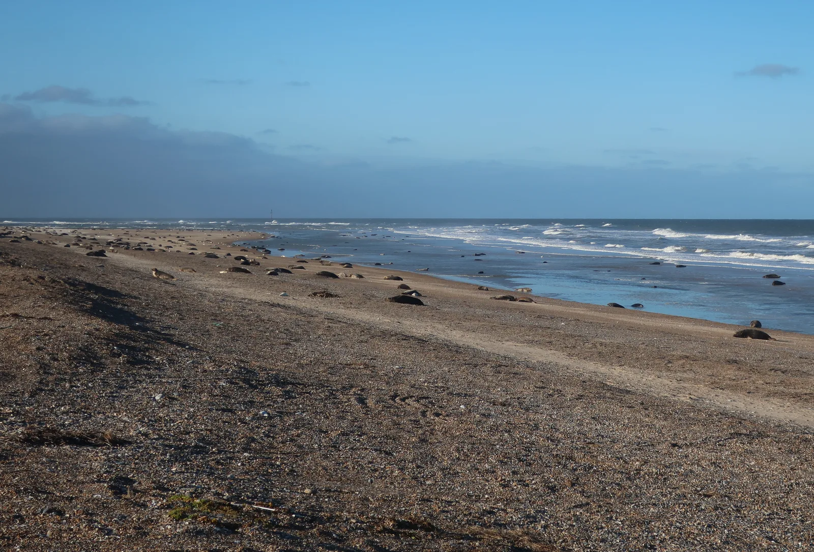 A colony of Grey Seals hauled out along the shingle at Blakeney Point, Norfolk