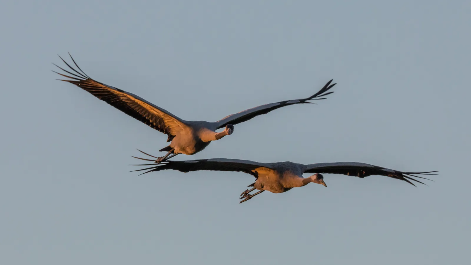Two Common Cranes flying together over Norfolk, wings lit gold by early morning light