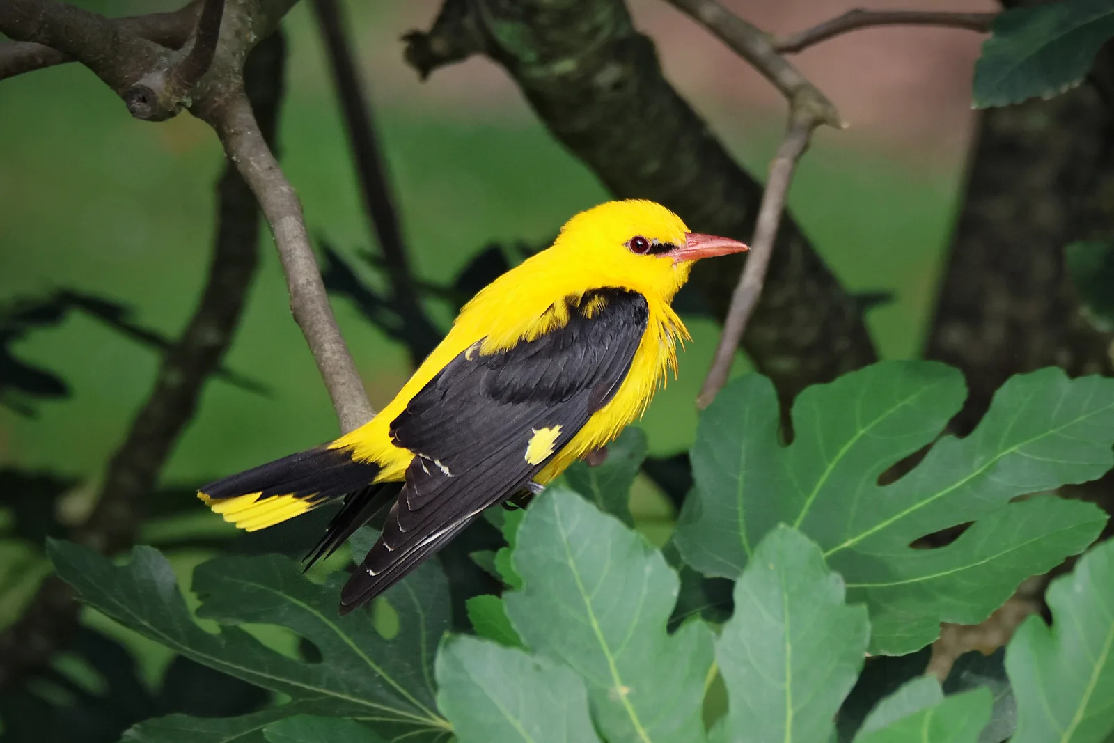 A male Golden Oriole, brilliant yellow and black, perched among green leaves