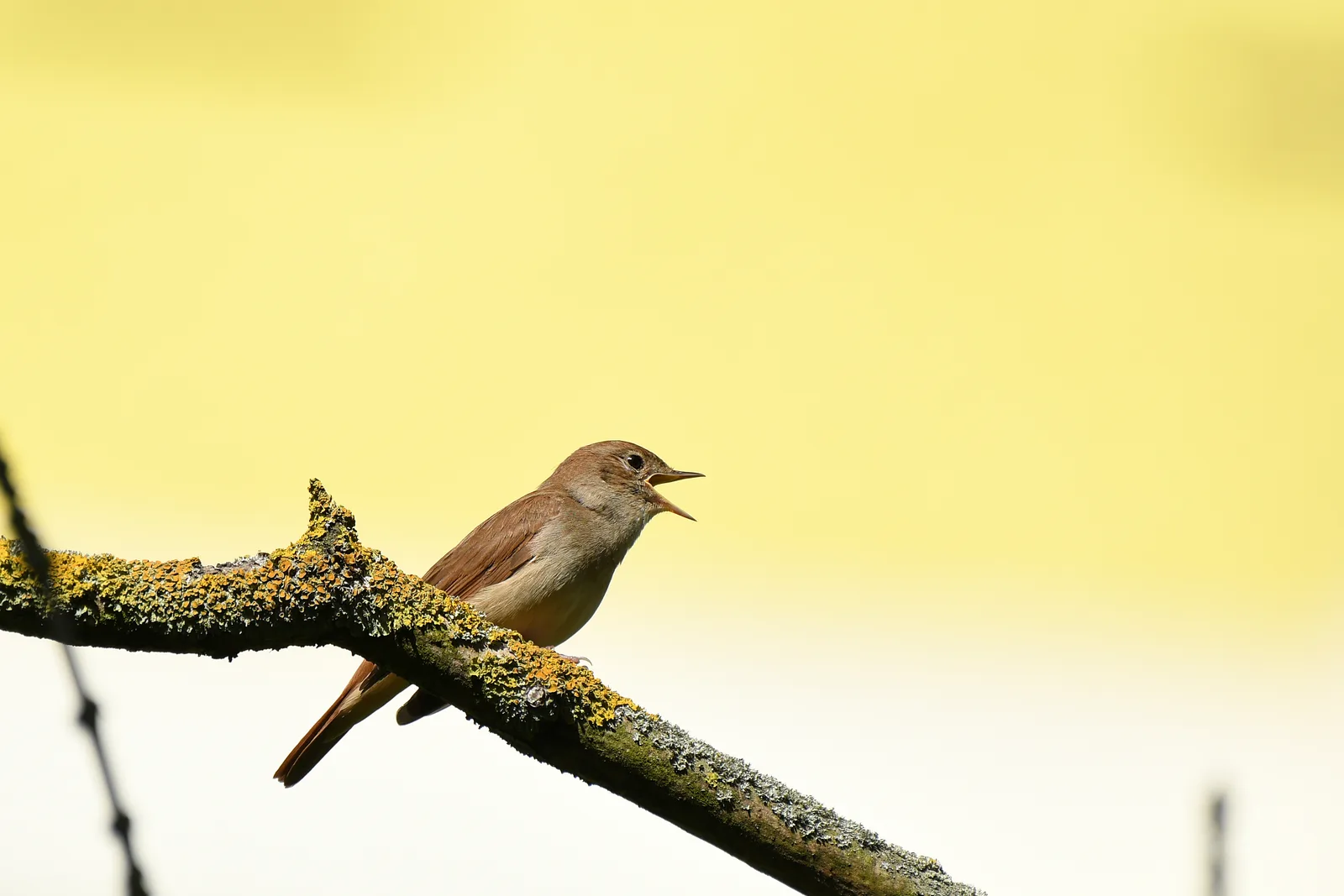 A Nightingale singing from an open perch, throat visibly open in full song