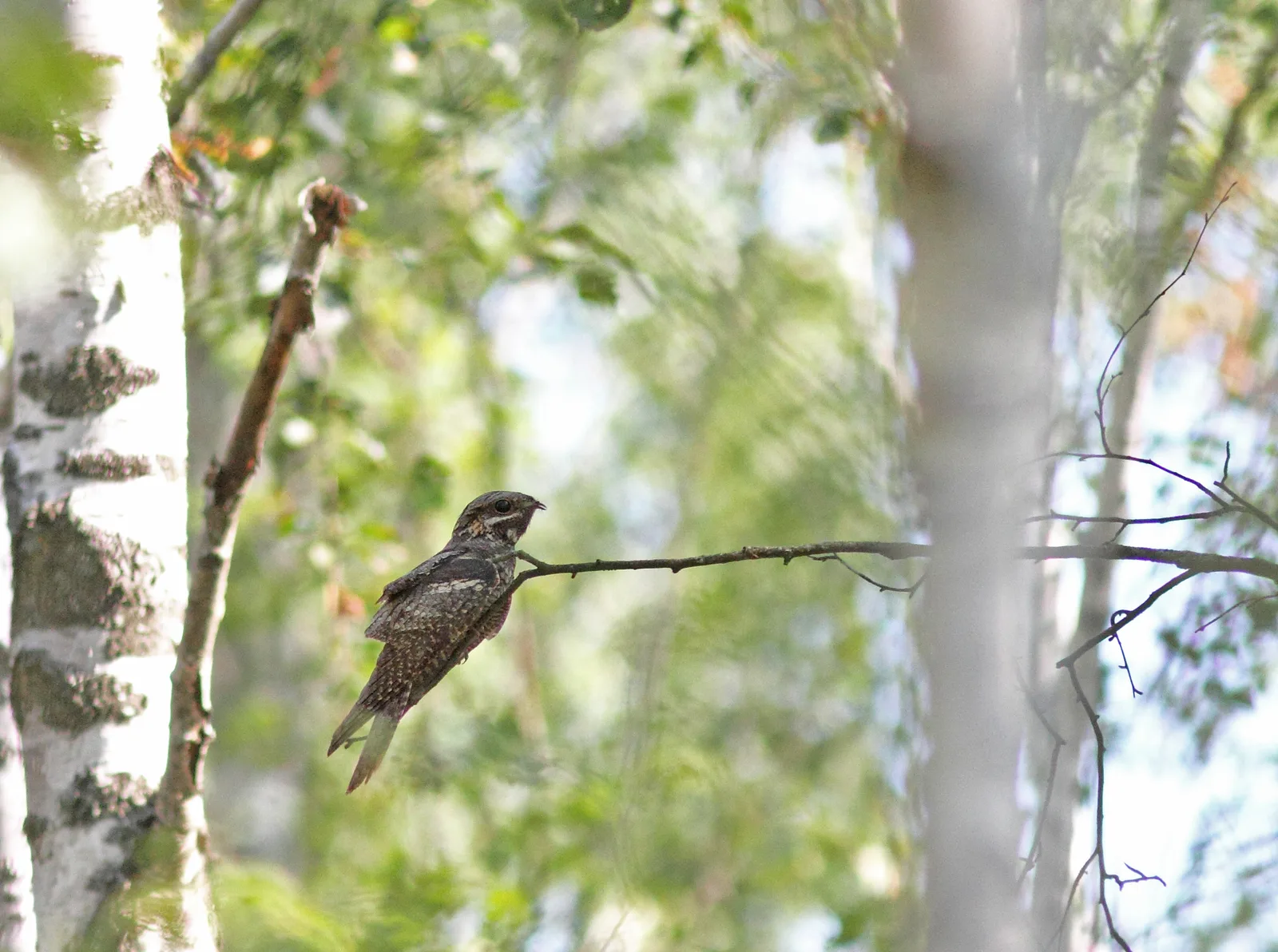 A camouflaged Nightjar perched lengthwise along a branch at dusk
