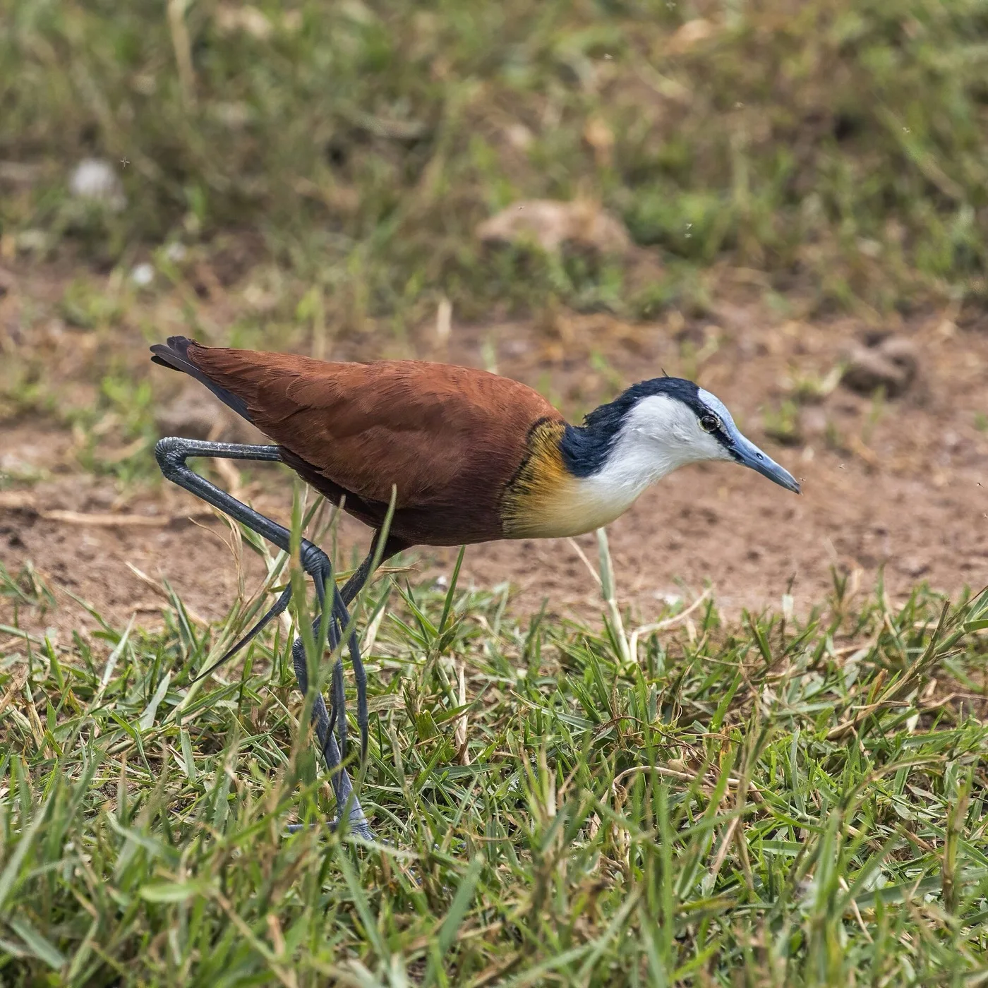 African jacana standing on floating wetland vegetation