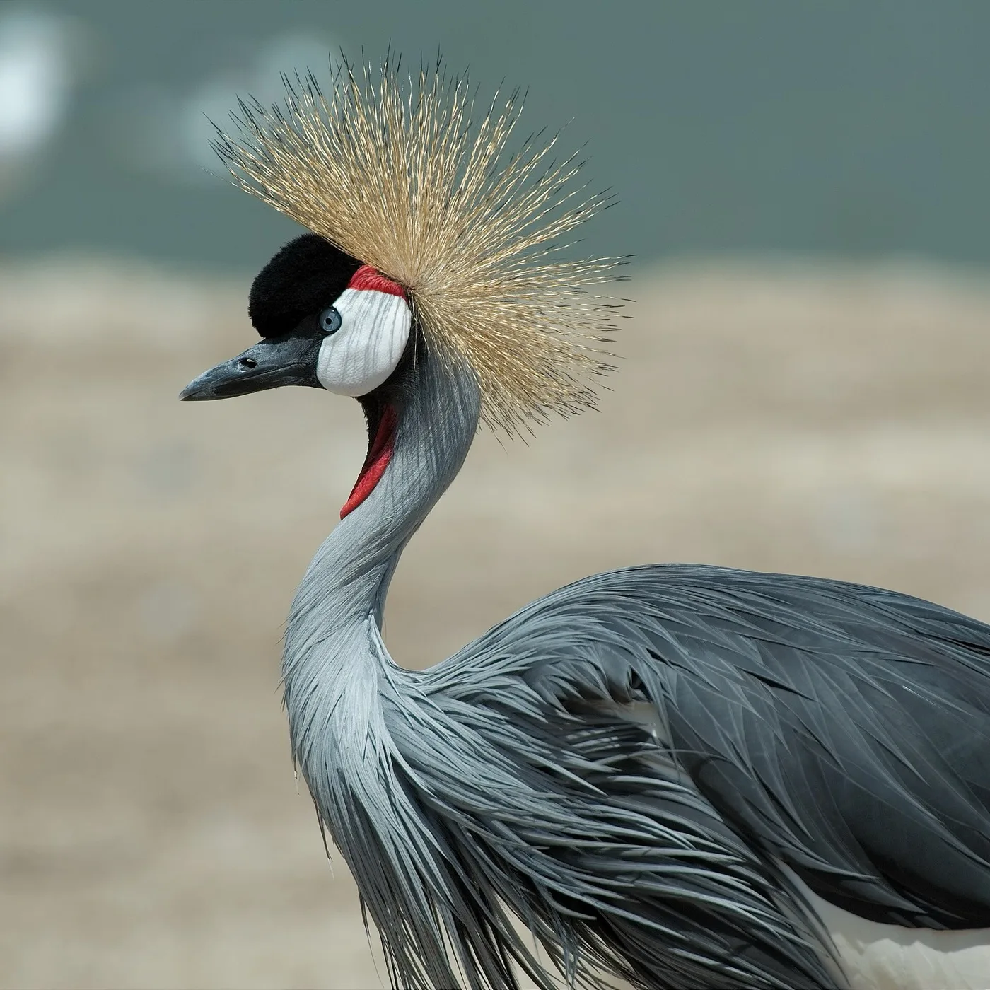 Grey crowned crane showing its gold crown and red throat