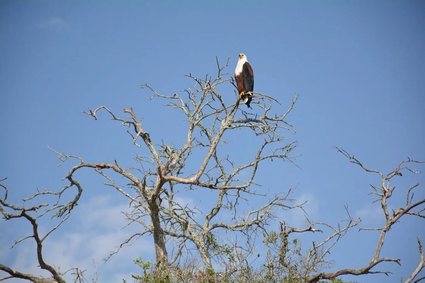 African fish eagle perched on a bare branch
