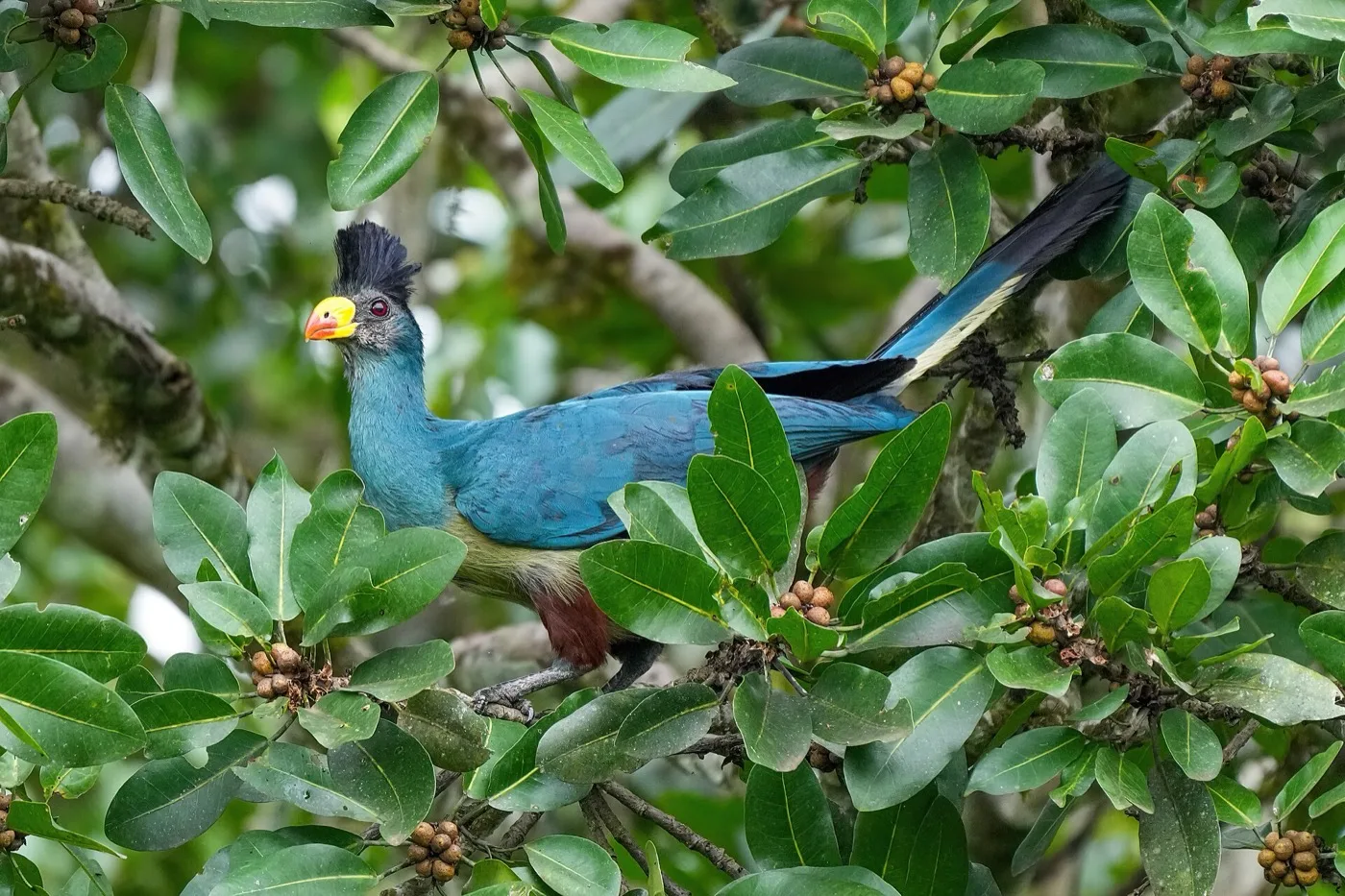 Great blue turaco perched in a leafy forest canopy