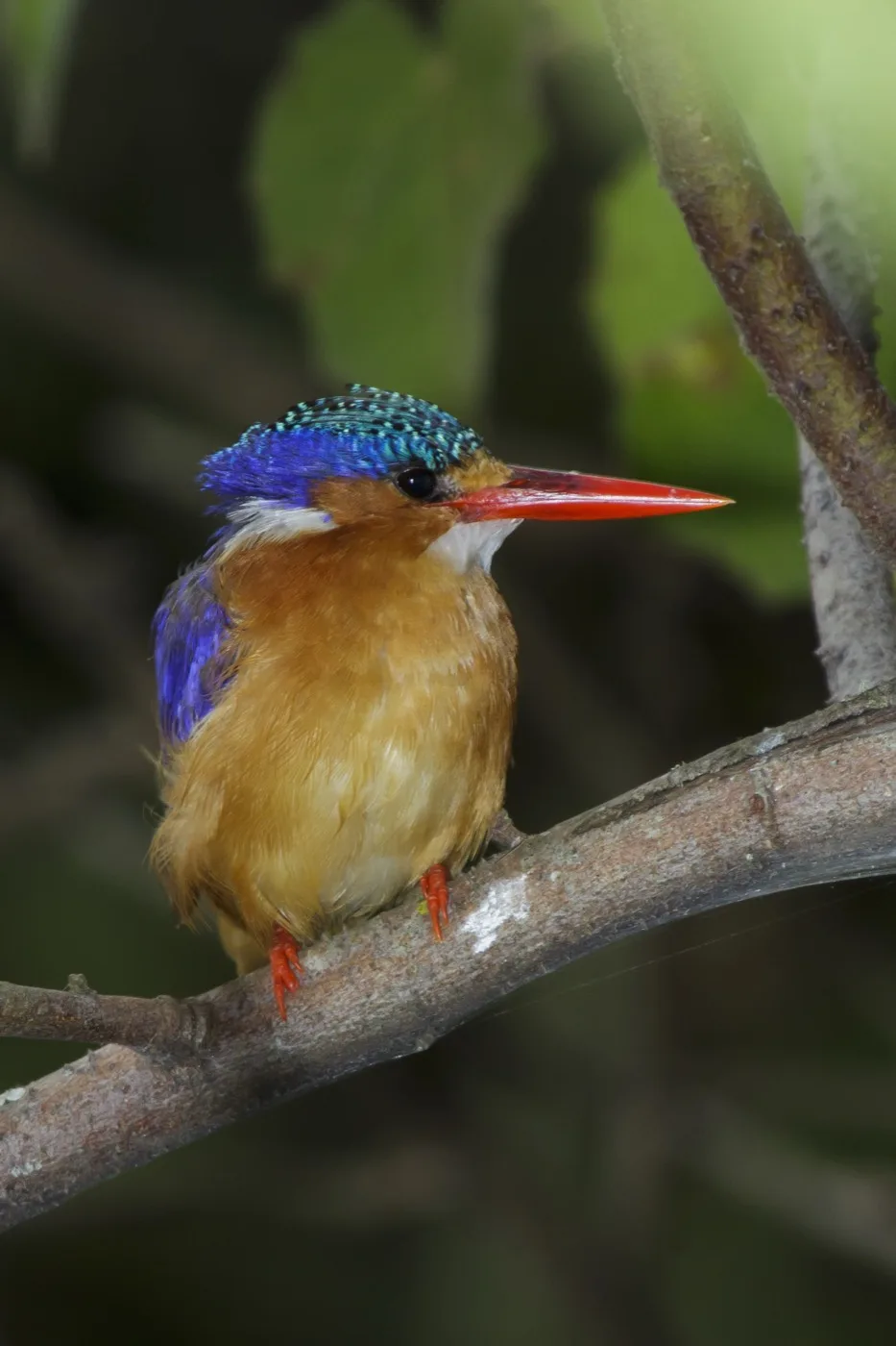 Malachite kingfisher perched near Lake Bunyonyi