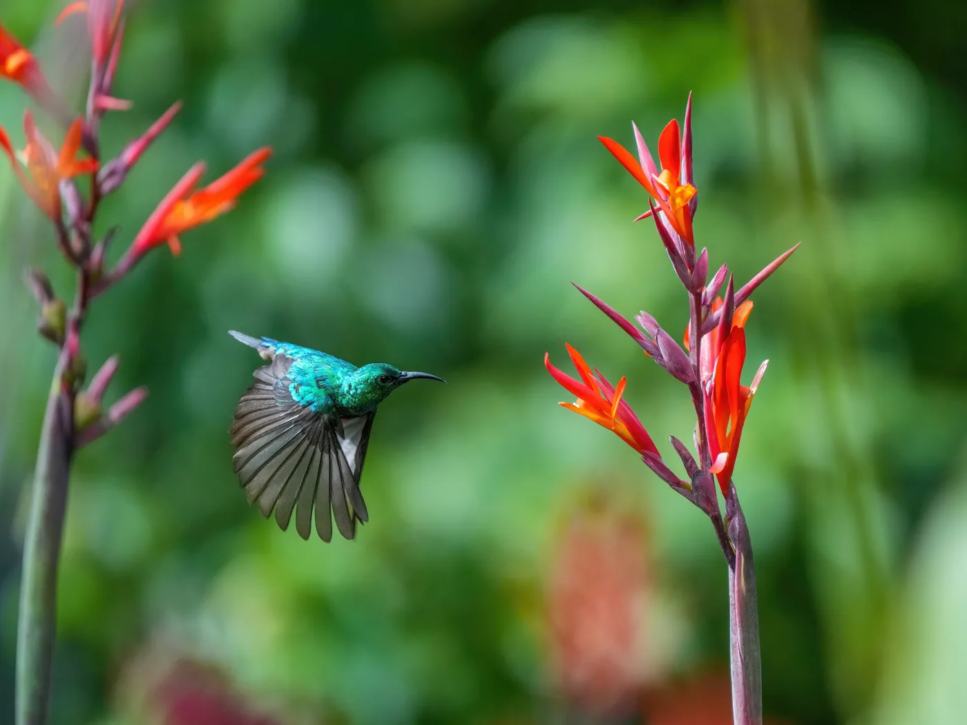 Olive-bellied sunbird hovering beside red flowers in Kibale forest