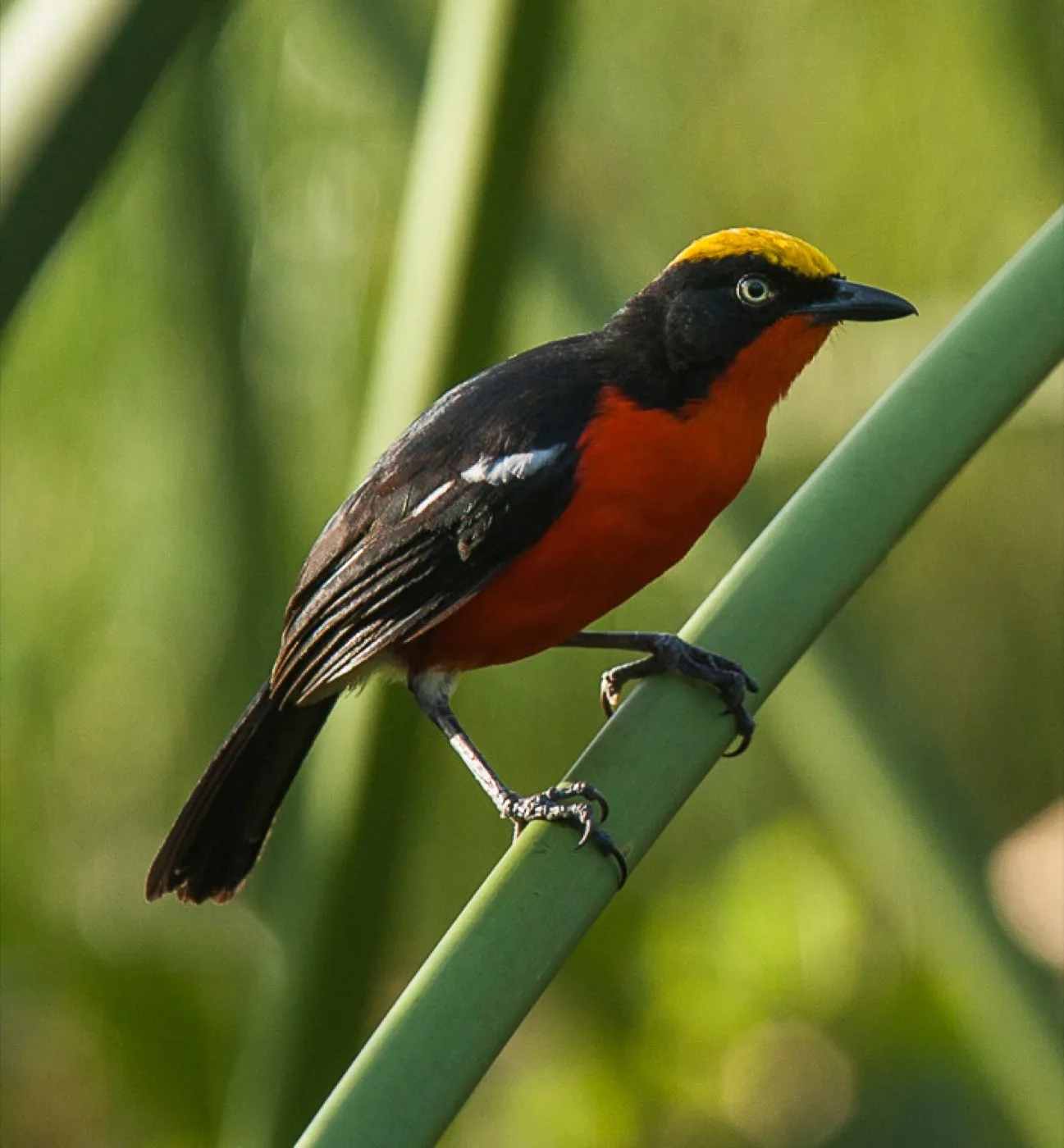 Red-and-black papyrus gonolek perched among wetland stems