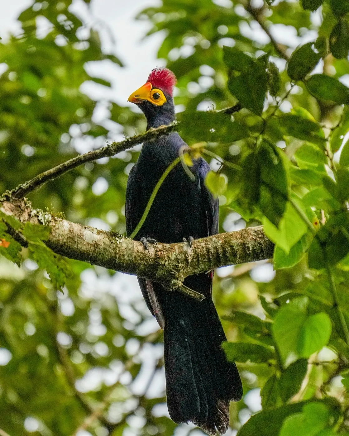 Ross's turaco perched against a green forest background