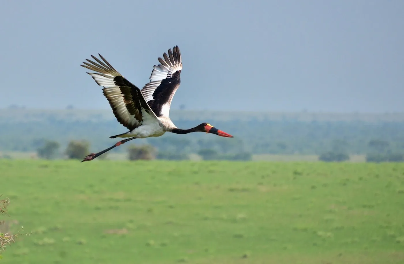 Saddle-billed stork standing in shallow wetland habitat