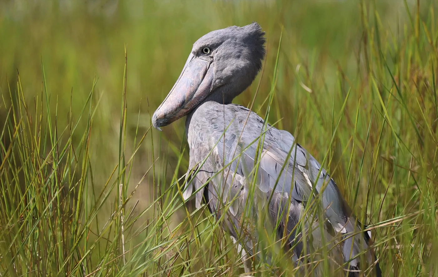 Shoebill standing among green wetland vegetation