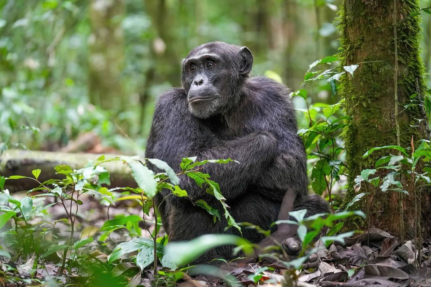 Chimpanzee in the rainforest of Kibale National Park