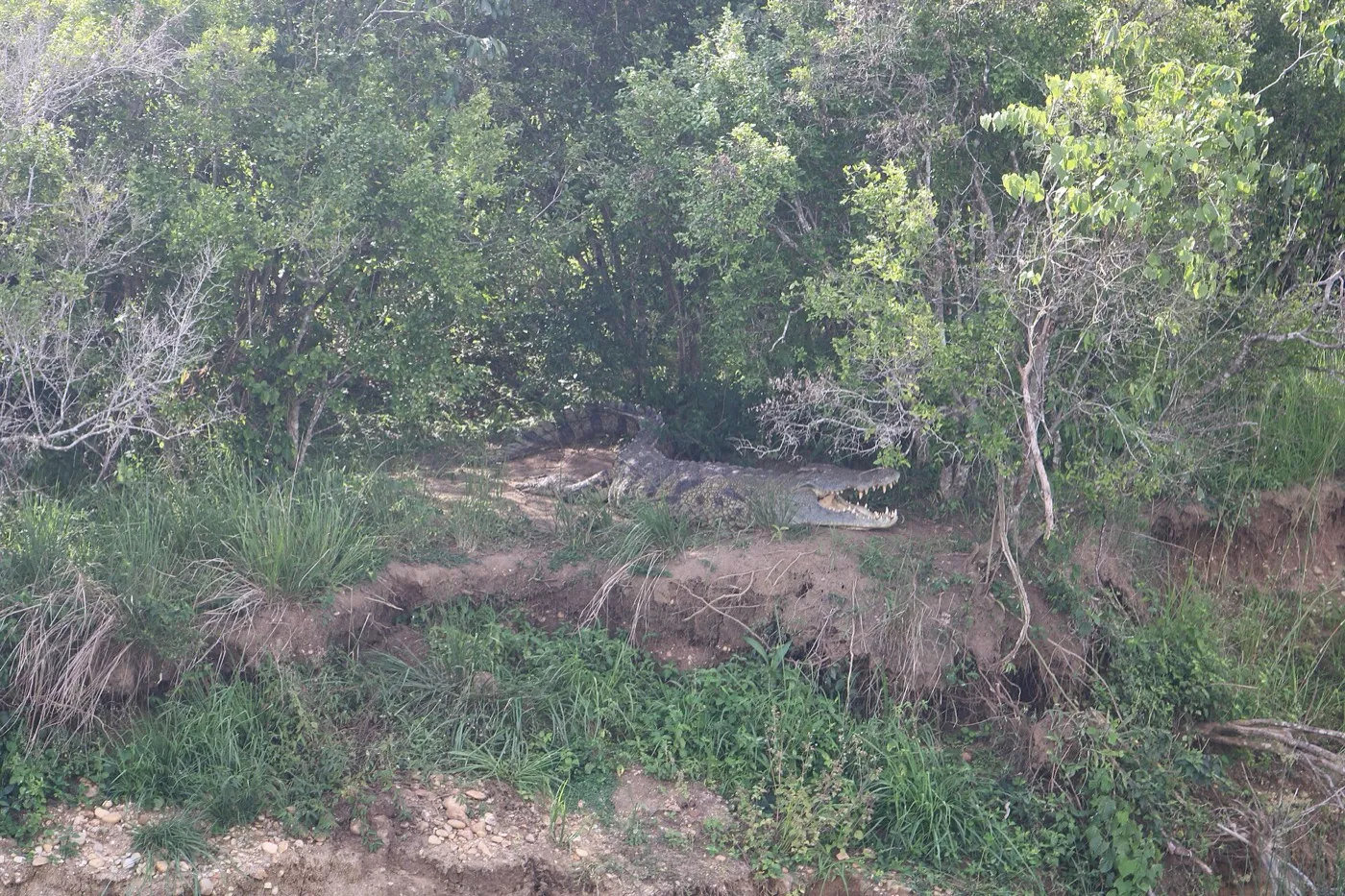 Nile crocodile beside a river in Murchison Falls National Park