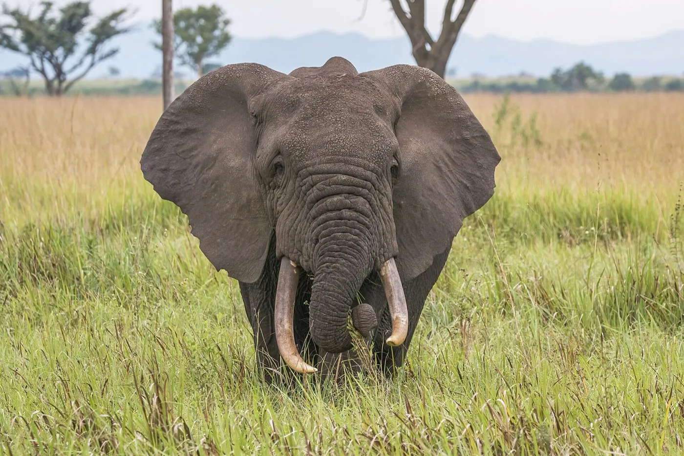 African elephant walking through open East African savannah