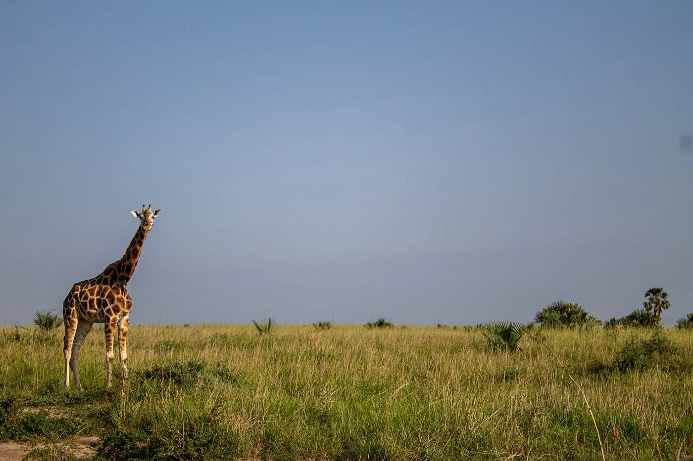 Rothschild giraffe on the plains of Murchison Falls National Park