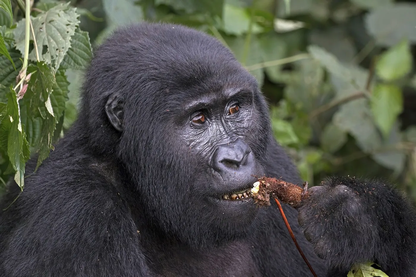 Mountain gorilla feeding among dense vegetation in Bwindi forest