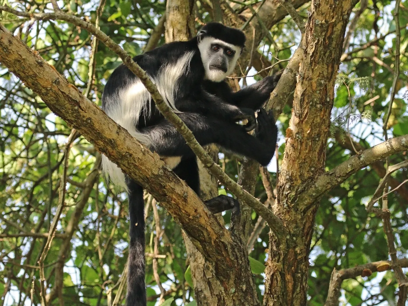 Eastern black-and-white colobus looking out from a leafy tree in Semliki Wildlife Reserve