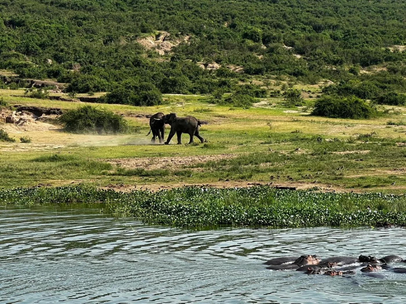 Elephants gathering beside the Kazinga Channel in Uganda