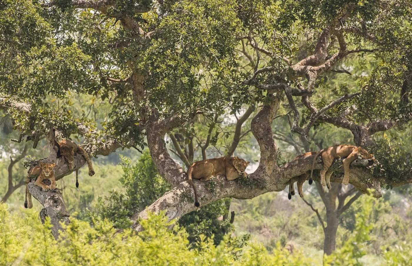 Tree-climbing lions resting together in a broad tree