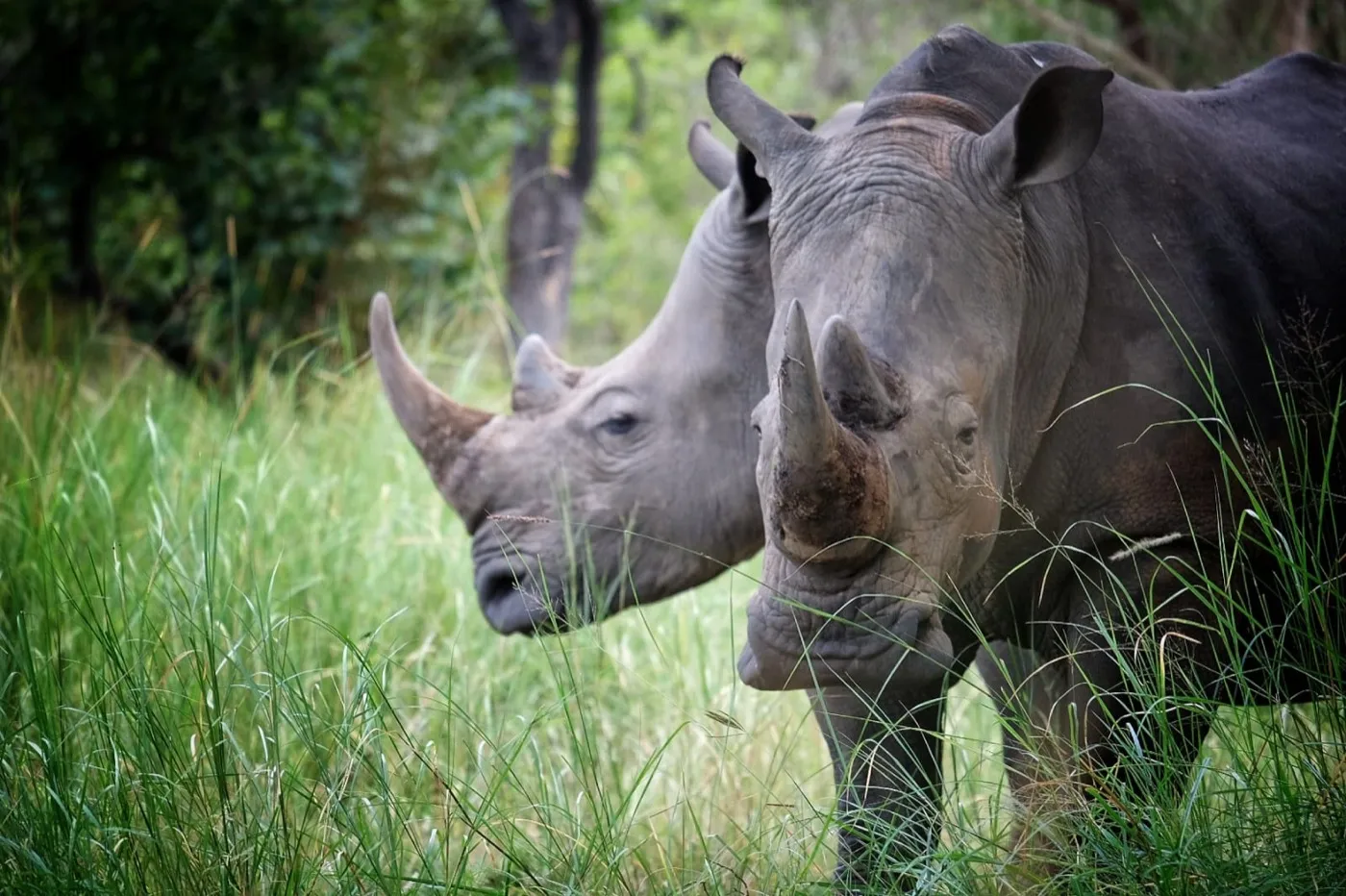 White rhinos standing in grassland at Ziwa Rhino Sanctuary